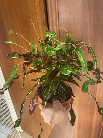 Кротон Soy Raya комнатное растение - Пчеловодство в Красноярск