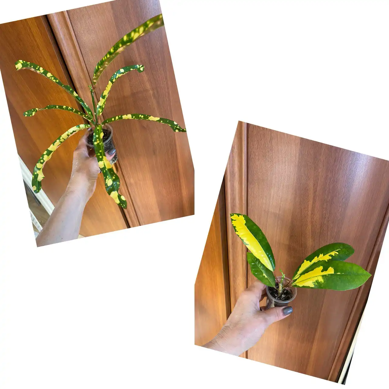 Комнатные растения Кротон Король Сиама и Т12 - Комнатные растения (Хобби и отдых) в Красноярск