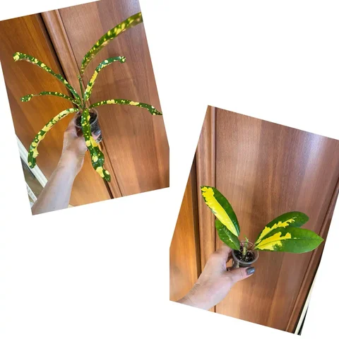 Комнатные растения Кротон Король Сиама и Т12 - Пчеловодство в Красноярск