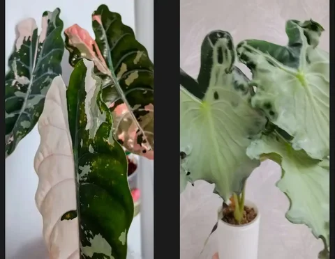 Розыгрыш алоказий Чантриери пинк, Веном - Пчеловодство в Красноярск