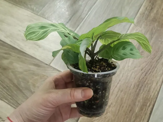 Маранта Фентези 300 комнатное растение - Пчеловодство в Красноярск