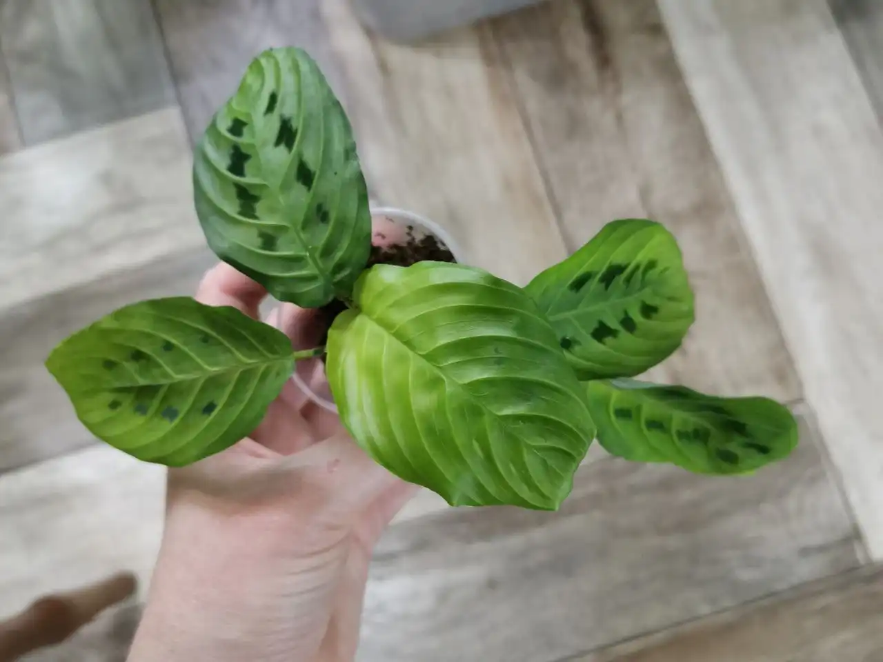 Маранта Лаймон 300 - Комнатные растения (Хобби и отдых) в Красноярск