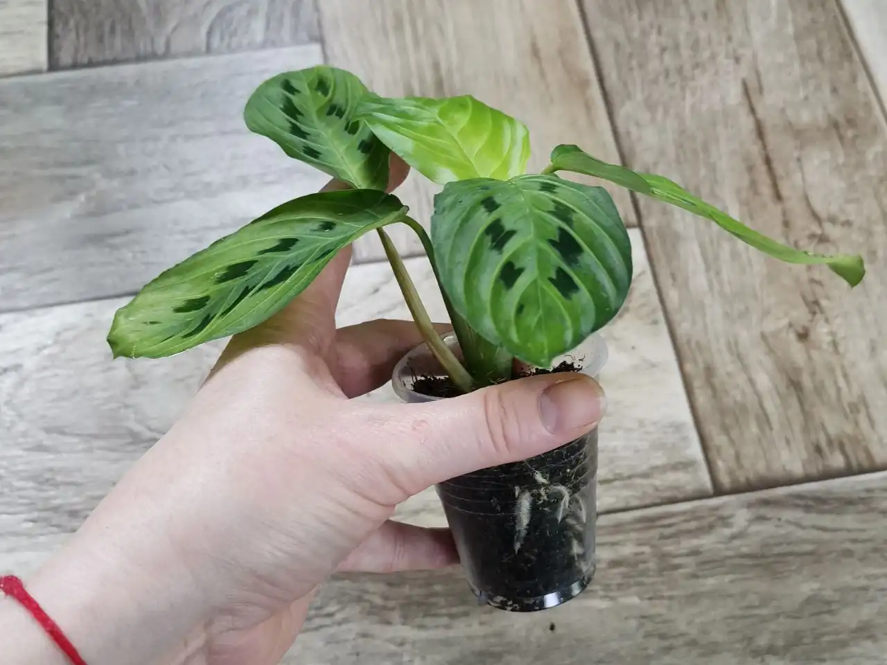 Маранта Лаймон 300 - Комнатные растения (Хобби и отдых) в Красноярск