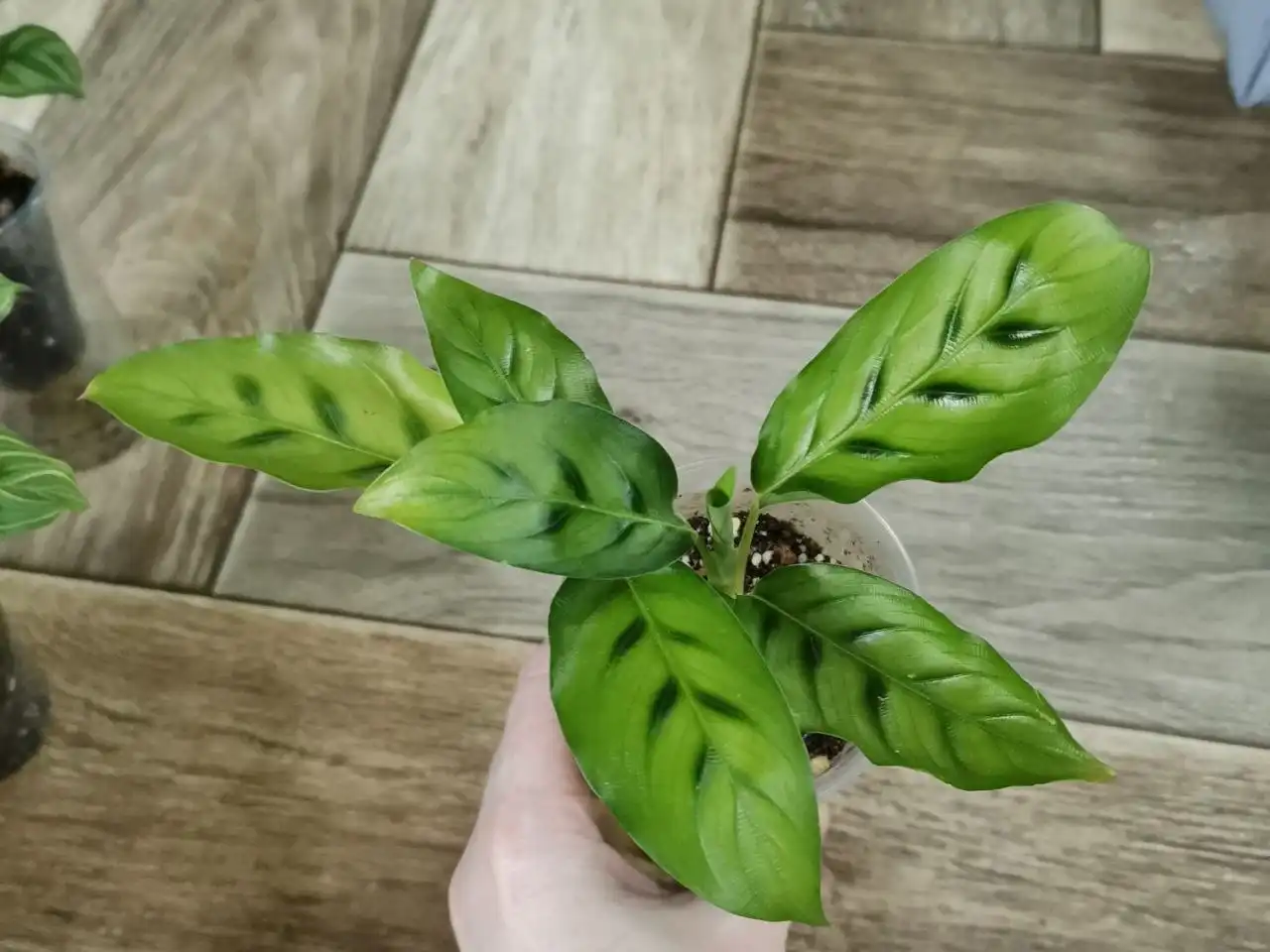 Калатея Леопардина на фитиле - Комнатные растения (Хобби и отдых) в Красноярск