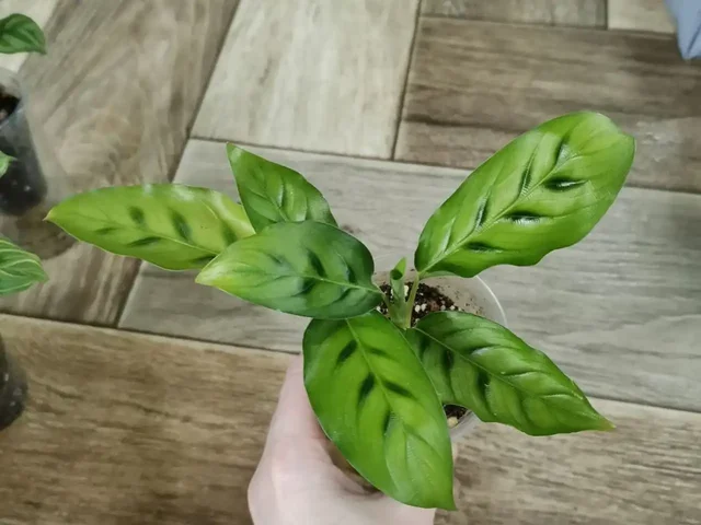 Калатея Леопардина на фитиле - Пчеловодство в Красноярск