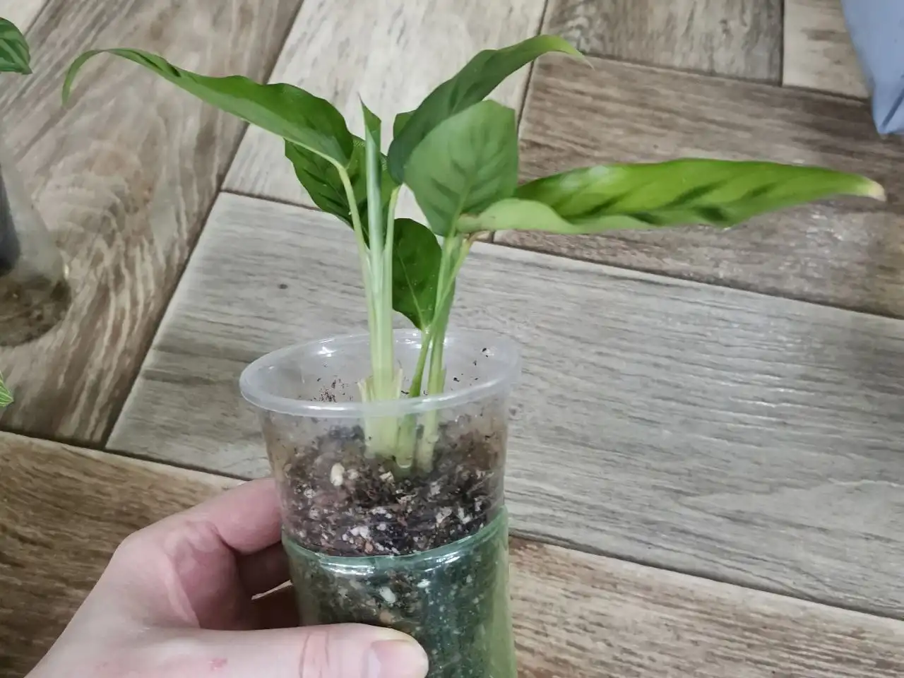 Калатея Леопардина на фитиле - Комнатные растения (Хобби и отдых) в Красноярск