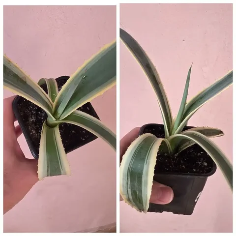 Продам агаву с вариегатным листом - Пчеловодство в Красноярск