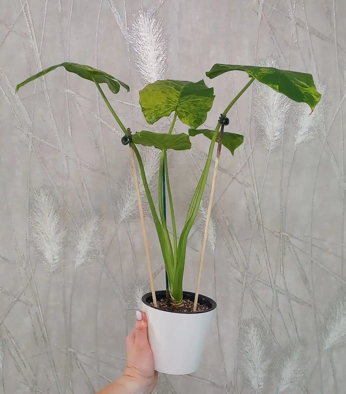 Алоказия Гагеана - Комнатные растения (Хобби и отдых) в Красноярск