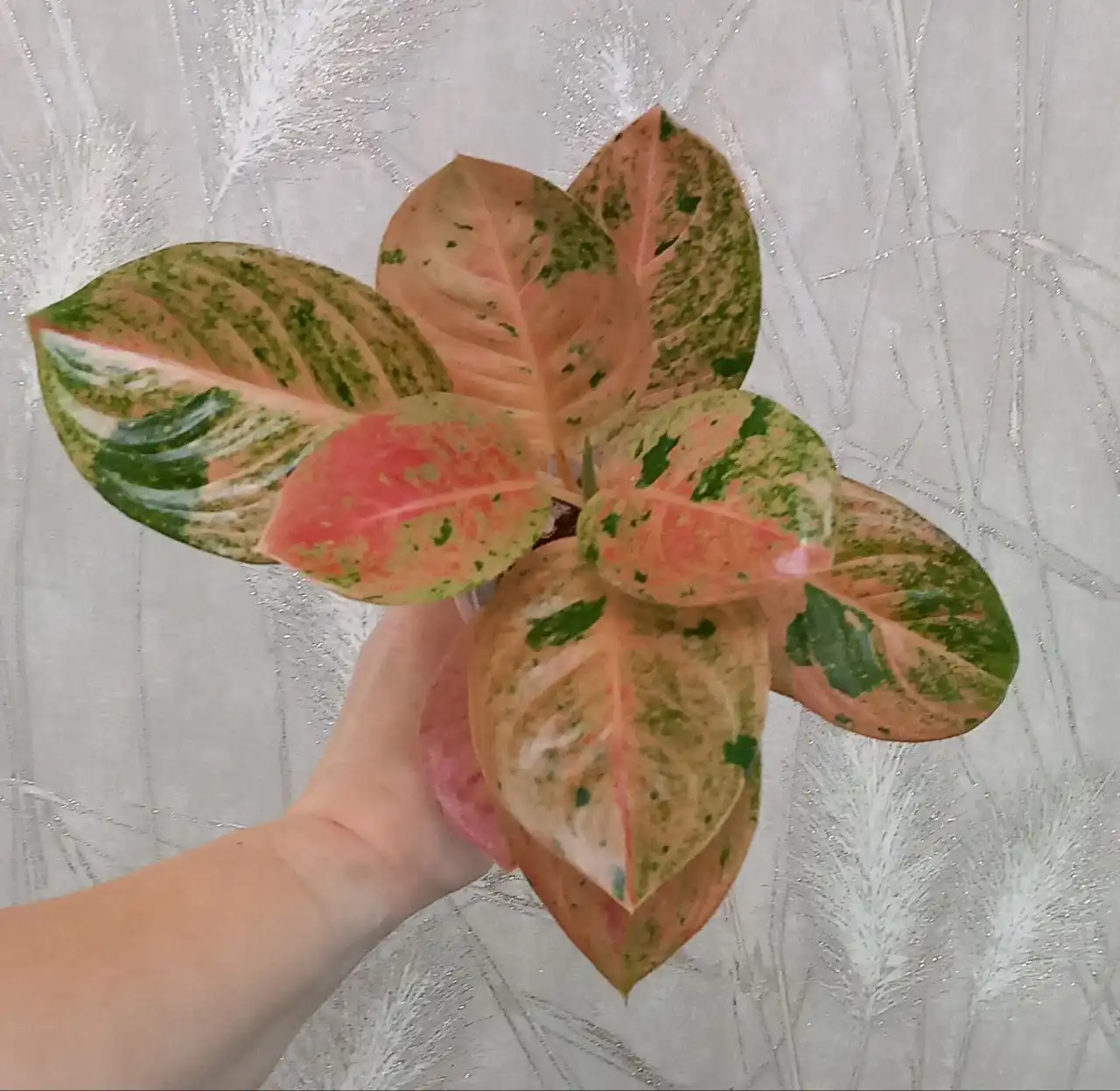 Аглаонема Пинк Эмиральд комнатное растение - Комнатные растения (Хобби и отдых) в Красноярск