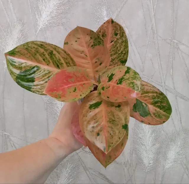 Аглаонема Пинк Эмиральд комнатное растение - Пчеловодство в Красноярск