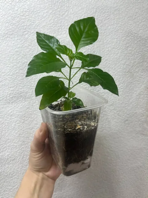 Кросандра укорененный черенок - Пчеловодство в Красноярск