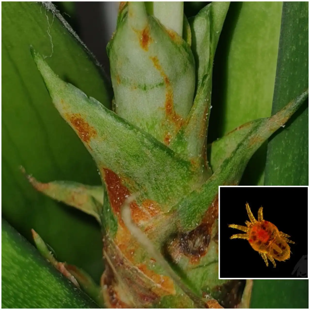 Продажа акарицидов и инсектоакарицидов для комнатных растений - Комнатные растения (Хобби и отдых) в Красноярск