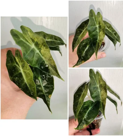 Алоказия Полли Еллоу, детка из клубня - Пчеловодство в Красноярск