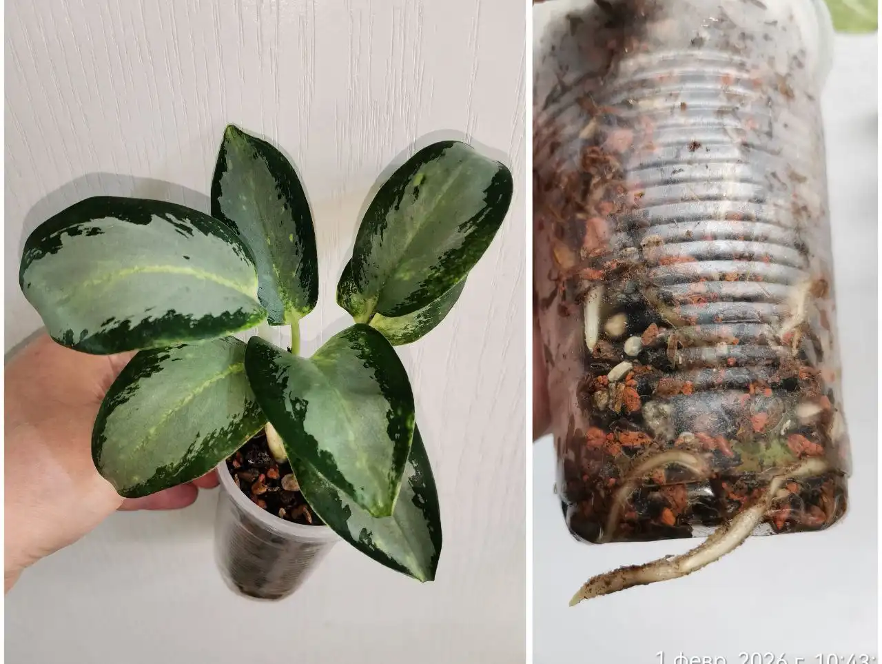 Аглаонема Танг чанг пуэк в Красноярске - Комнатные растения (Хобби и отдых) в Красноярск