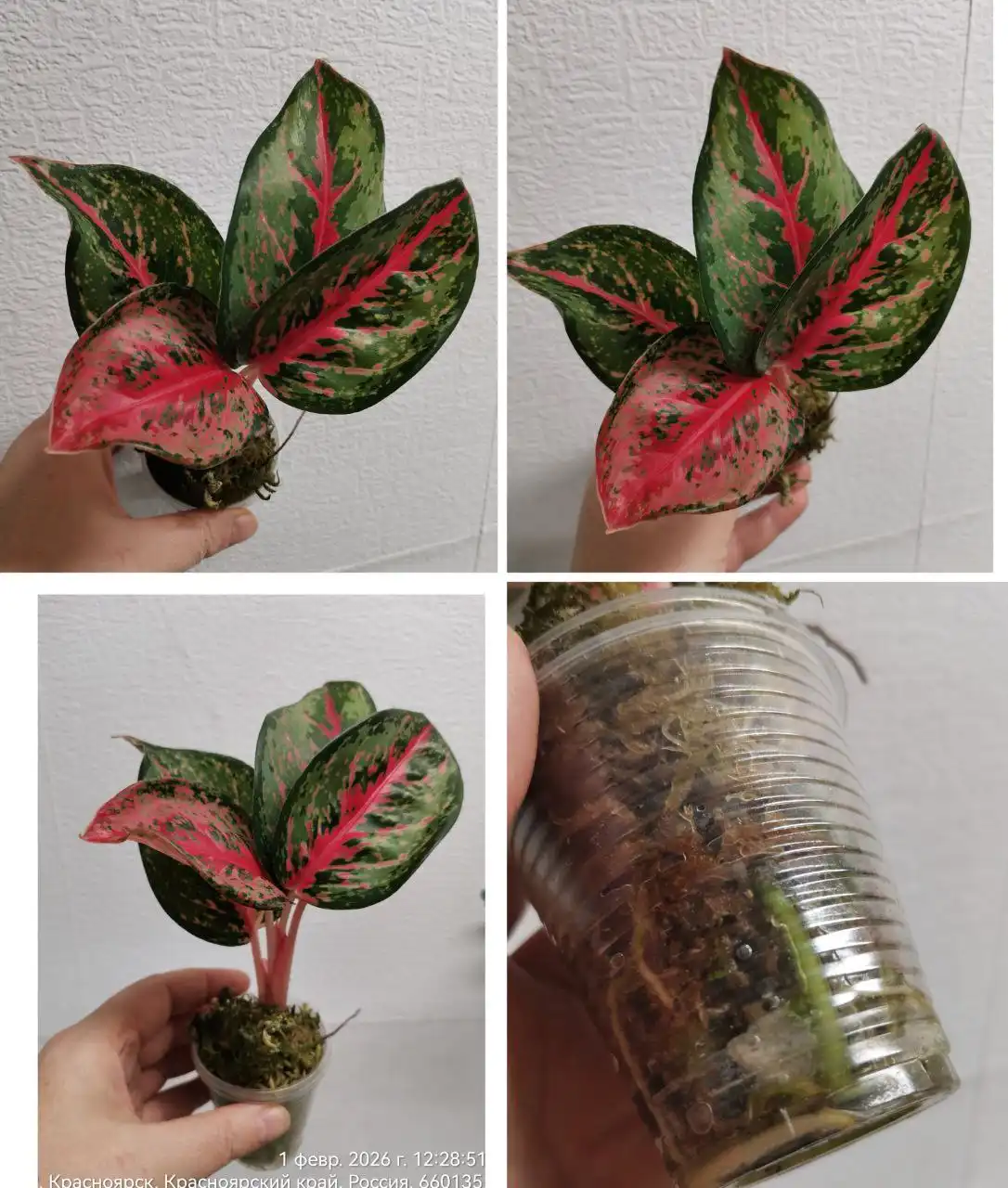 Аглаонема Рэд нёрф/Парадайз Рэд в стакане - Комнатные растения (Хобби и отдых) в Красноярск