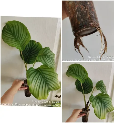 Калатея Орбифолия комнатное растение - Растения в Красноярск
