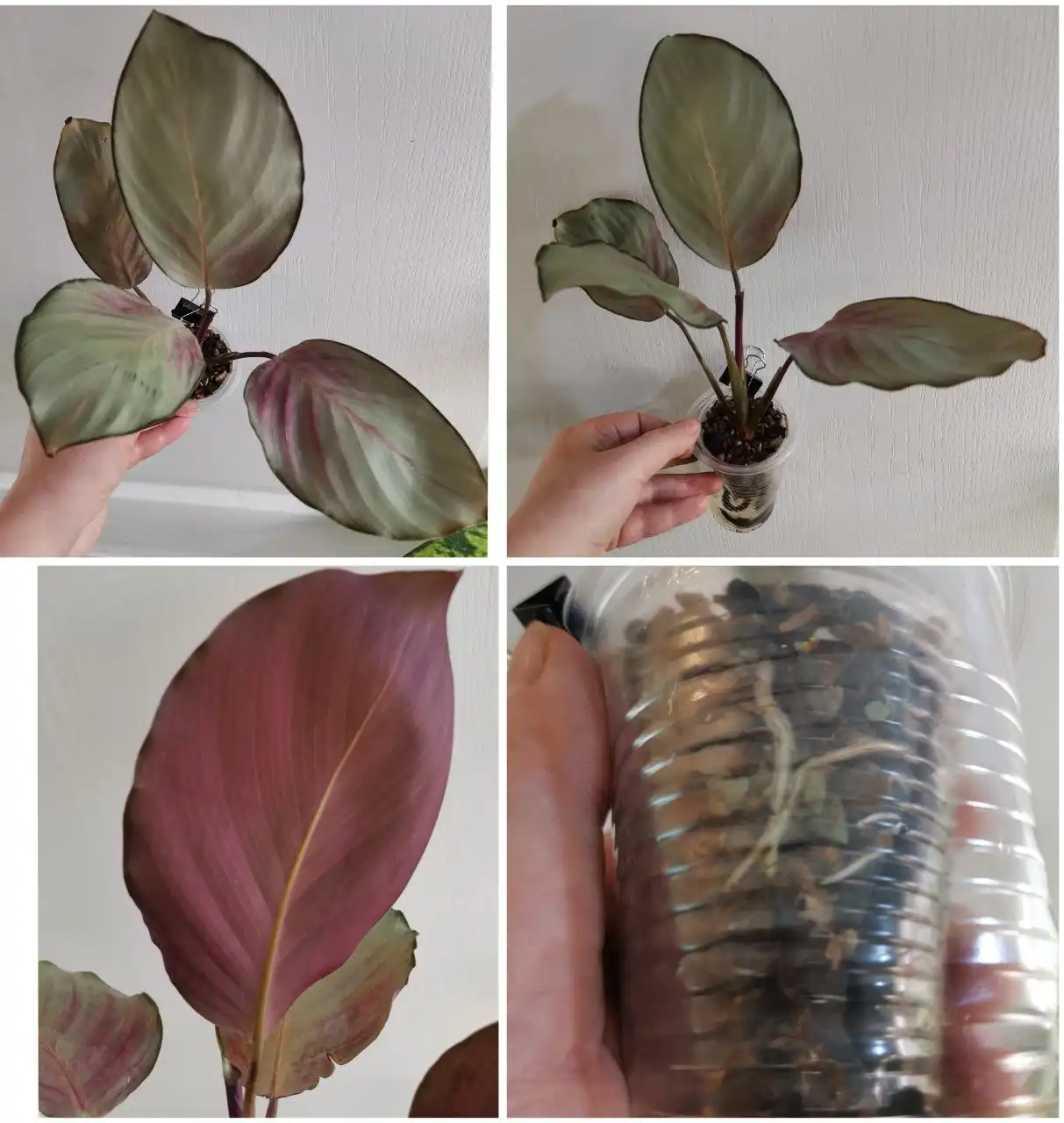 Калатея Сильвер плейт - Комнатные растения (Для дома и дачи) в Красноярск