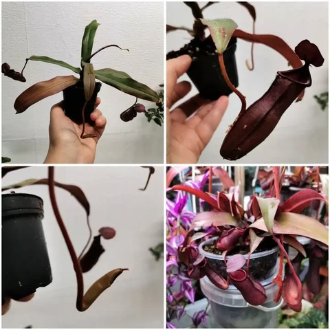 Непентес хищное растение с укоренением - Пчеловодство в Красноярск