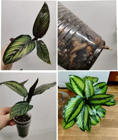 Калатея Пинстрайп - Растения и сад в Красноярск