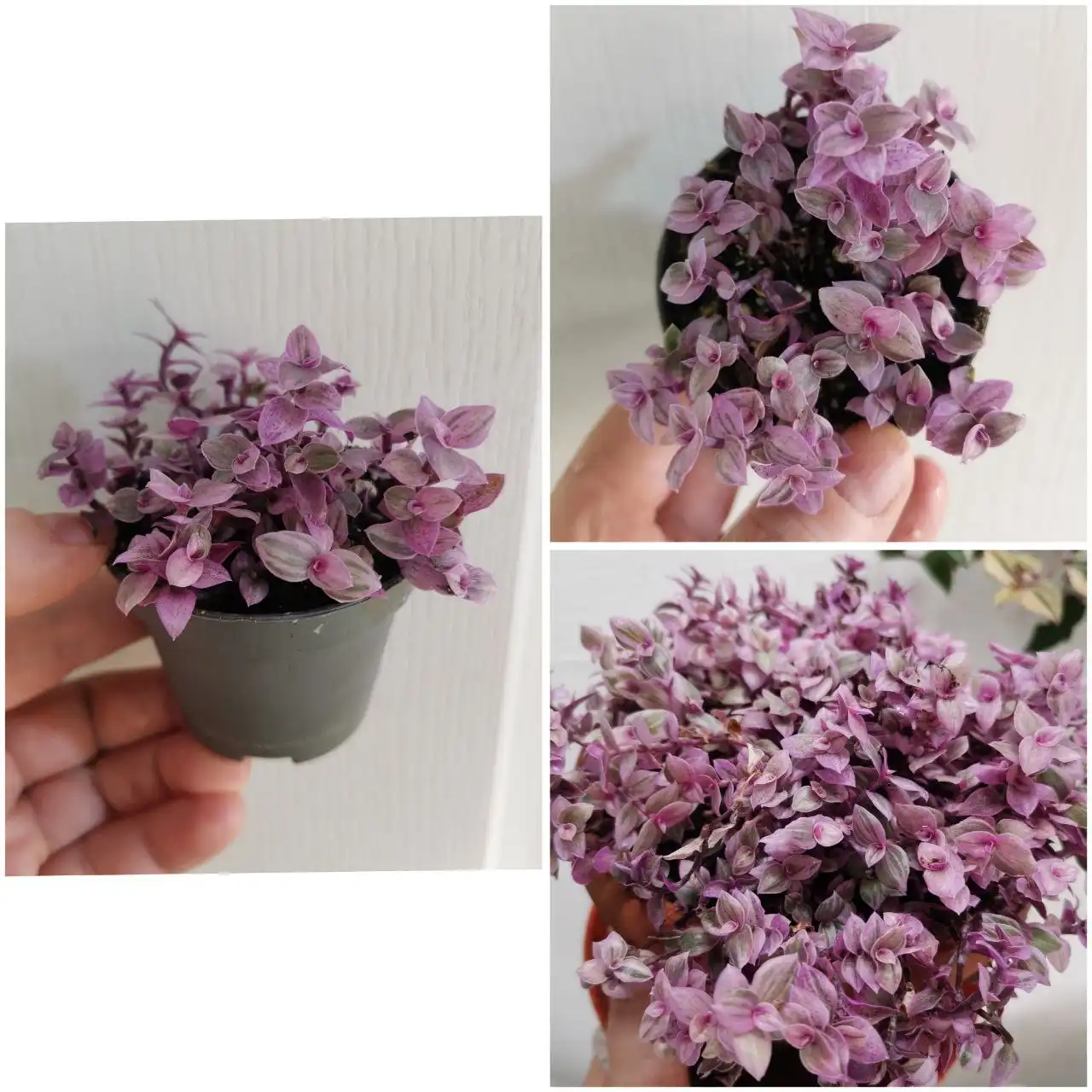 Каллизия Розовая пантера в горшке - Комнатные растения (Хобби и отдых) в Красноярск