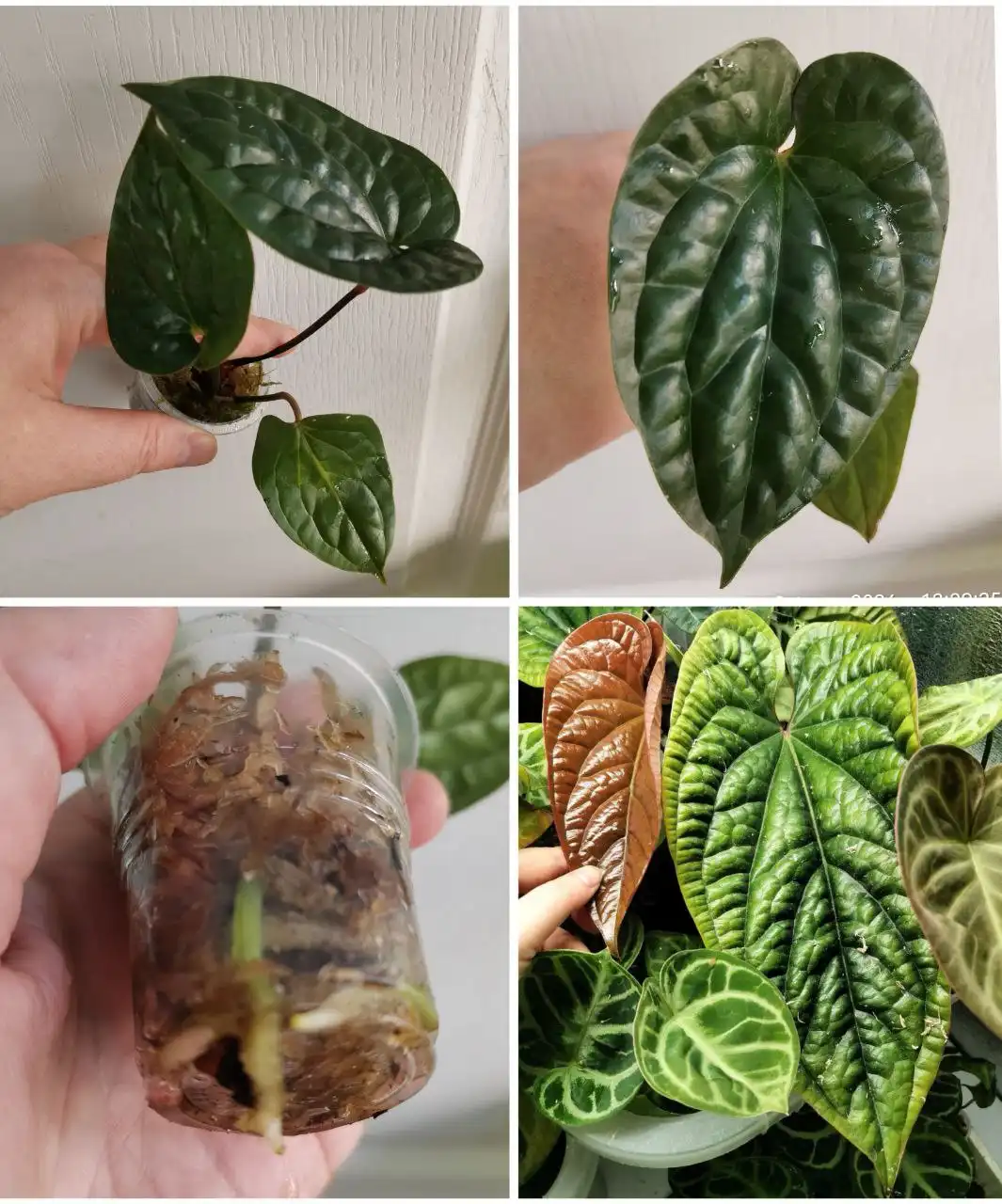 Антуриум Сири/Сирих - домашняя детка в стакане - Комнатные растения (Хобби и отдых) в Красноярск