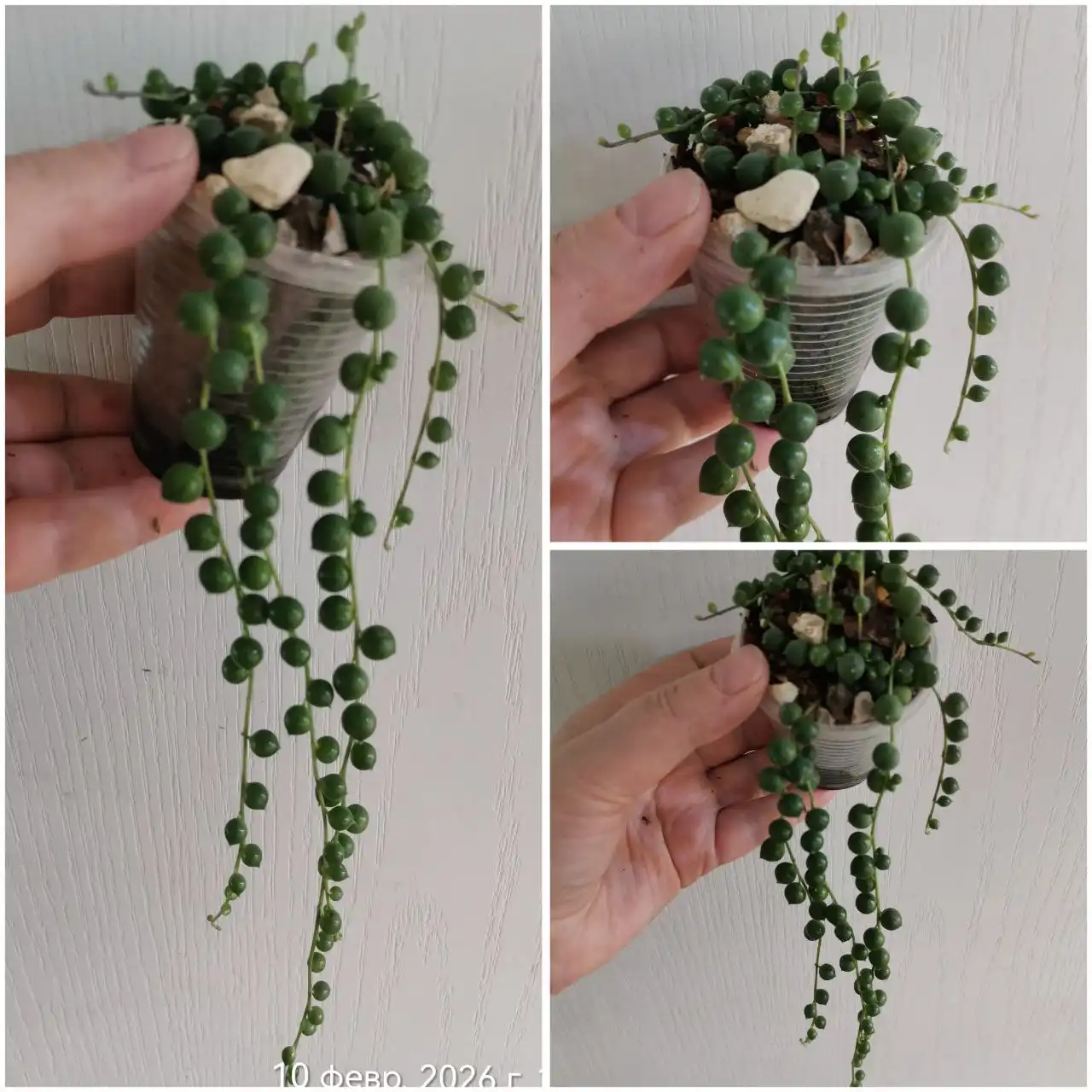 Крестовник Роули в горшке 100 мл - Комнатные растения (Хобби и отдых) в Красноярск