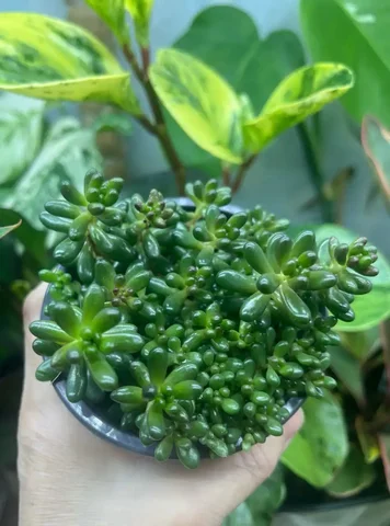 Седум Аврора - Пчеловодство в Красноярск