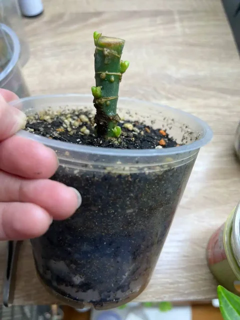 Продам пенек Диффа Макулата Ами с 5 почками - Пчеловодство в Красноярск