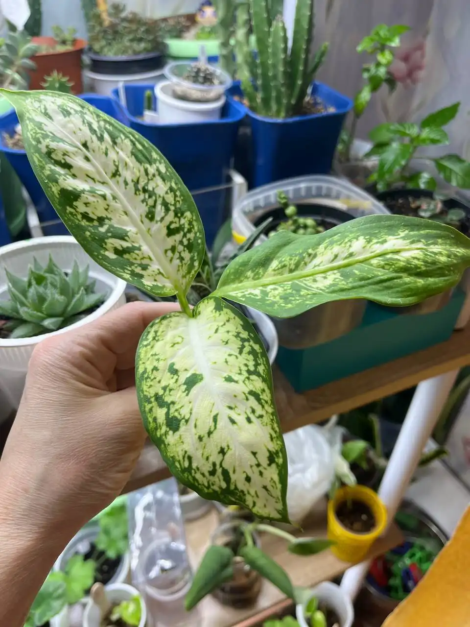 Продам пенек Диффа Макулата Ами с 5 почками - Комнатные растения (Хобби и отдых) в Красноярск