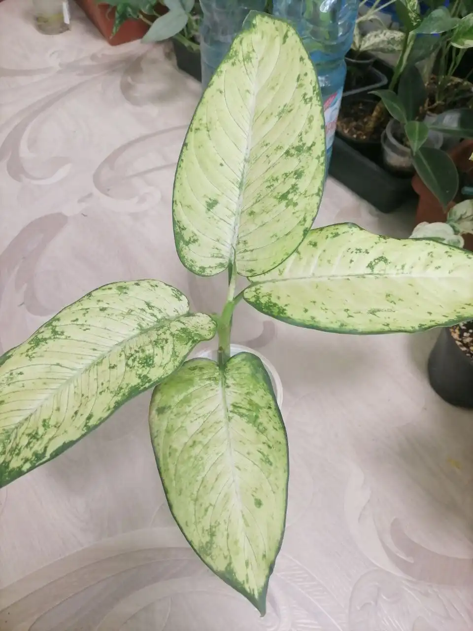 Дифа 1600 руб. Крупномер - Комнатные растения (Хобби и отдых) в Красноярск