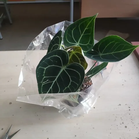 Антуриум хрустальный комнатное растение - Пчеловодство в Красноярск