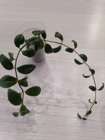 Эсхигантус вариегатный укорененный черенок - Сад и огород в Тюмень