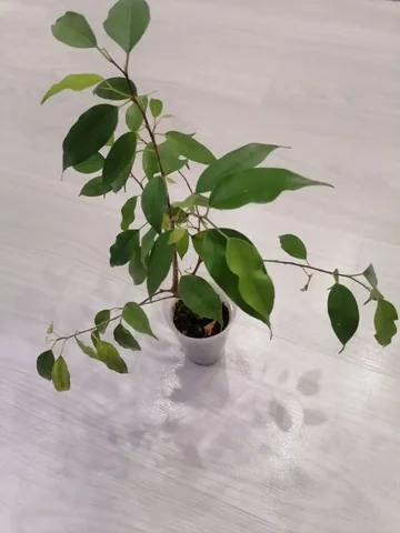 Фикус бенджамина Неон высота 20см - Сад и огород в Тюмень