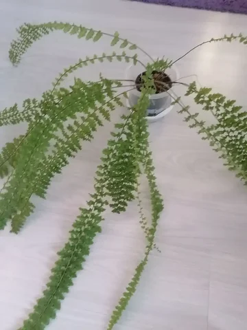 Продажа комнатного растения Нефролепис Кордитос в Тюмени - Сантехника в Тюмень