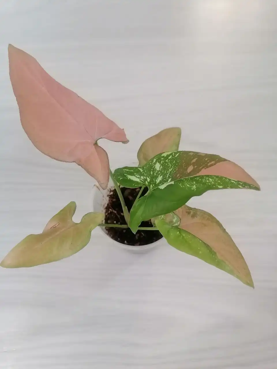 Продажа сингониума Ред Спот Триколор - Комнатные растения (Хобби и отдых) в Тюмень