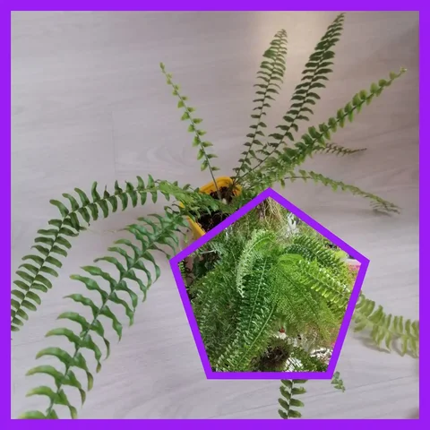 Папоротник Marissa с разными вайками на одном кусту - Сантехника в Тюмень
