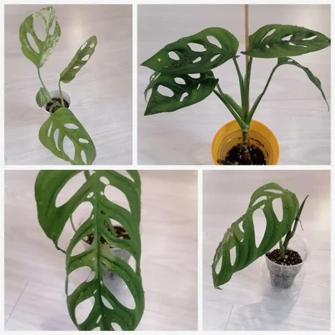 Продажа монстер разных видов - Цветы в Тюмень