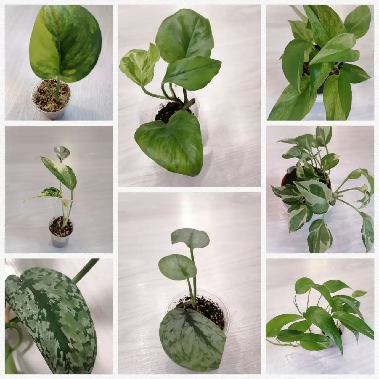 Продажа Эпипремнумов различных сортов - Комнатные растения (Хобби и отдых) в Тюмень