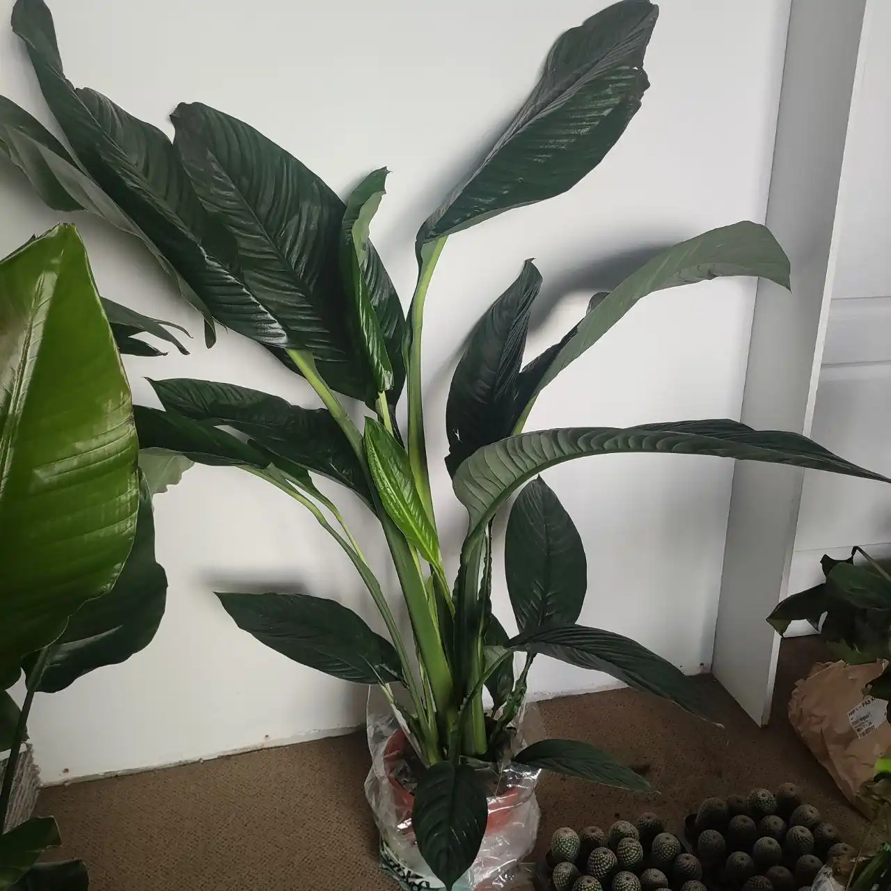 Спатифилум сенсация высотой 140-150 см - Комнатные растения (Хобби и отдых) в Красноярск