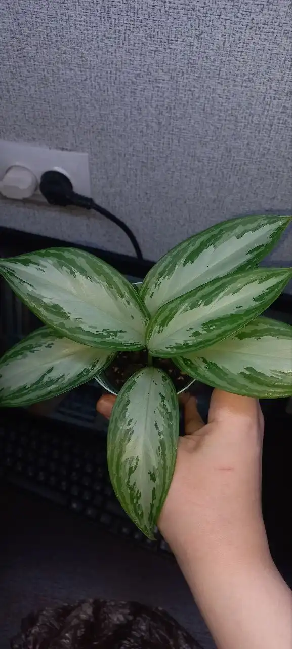 Аглаонема сильвер бей с детками - Комнатные растения (Хобби и отдых) в Красноярск