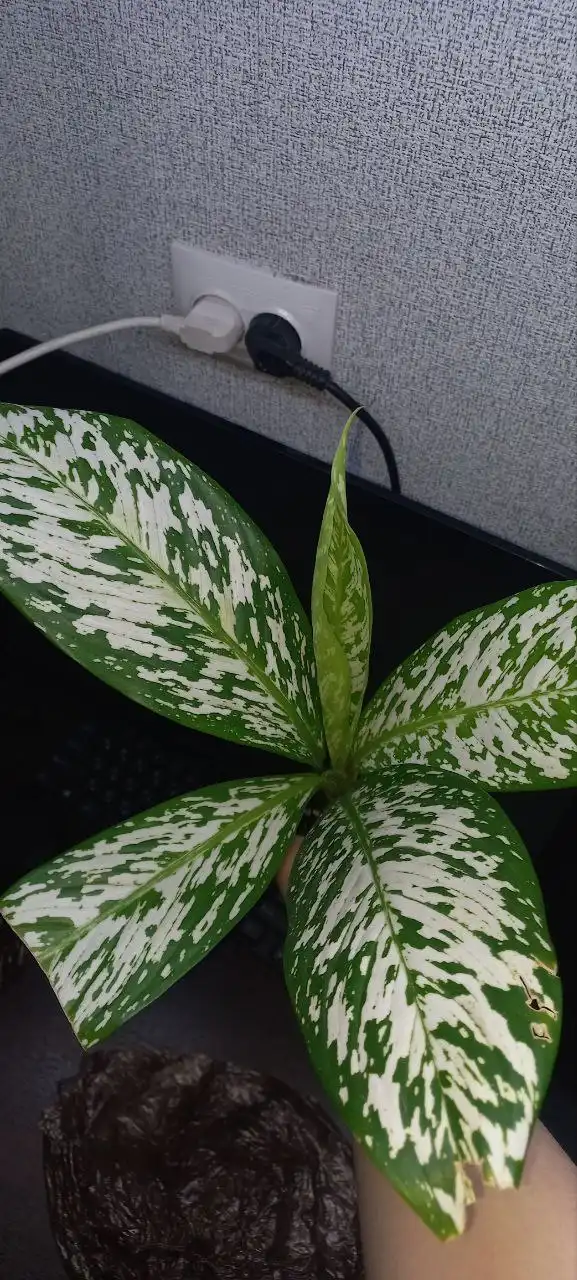 Диффенбахия Вайт Близзард - Комнатные растения (Хобби и отдых) в Красноярск