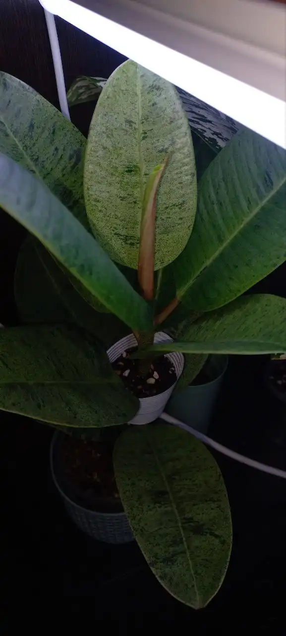 Фикус шривериана - Комнатные растения (Хобби и отдых) в Красноярск