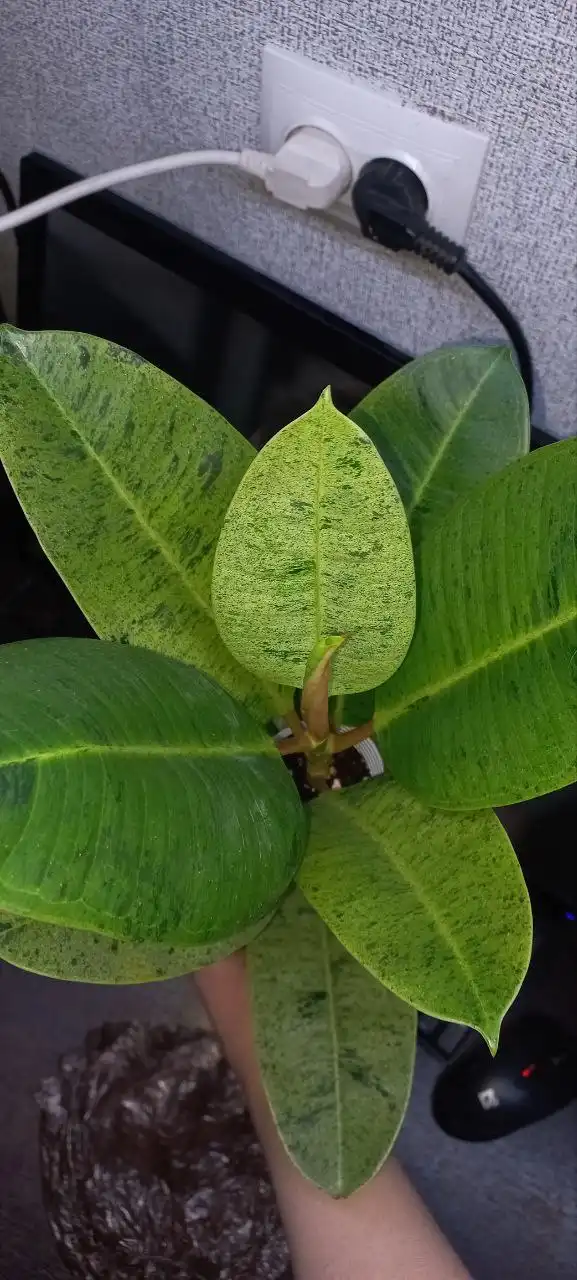 Фикус шривериана - Комнатные растения (Хобби и отдых) в Красноярск