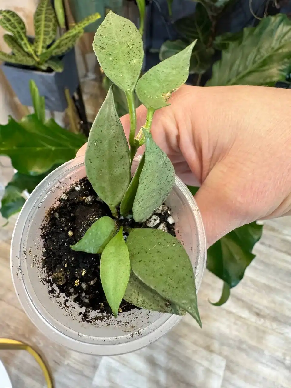 Хойя лакуноза Сильвер минт - Комнатные растения (Хобби и отдых) в Красноярск