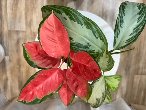 Аглаонемы комнатные растения - Растения в Красноярск