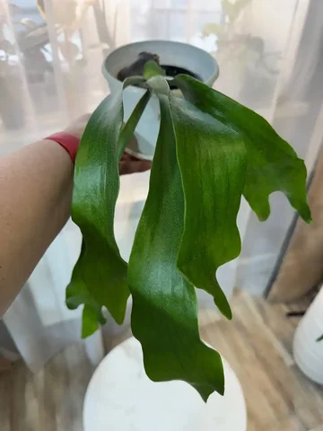 Платицериум бифуркатум - Семена и рассада в Красноярск