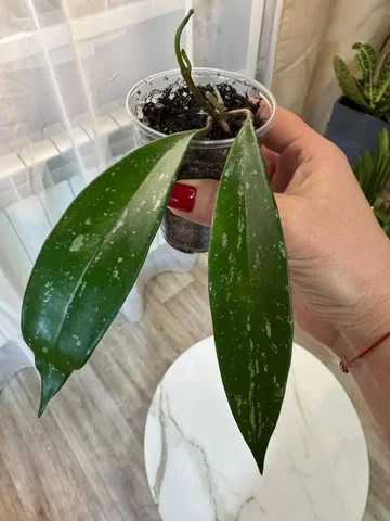 Хойя пубикаликс - комнатные растения - Семена и рассада в Красноярск