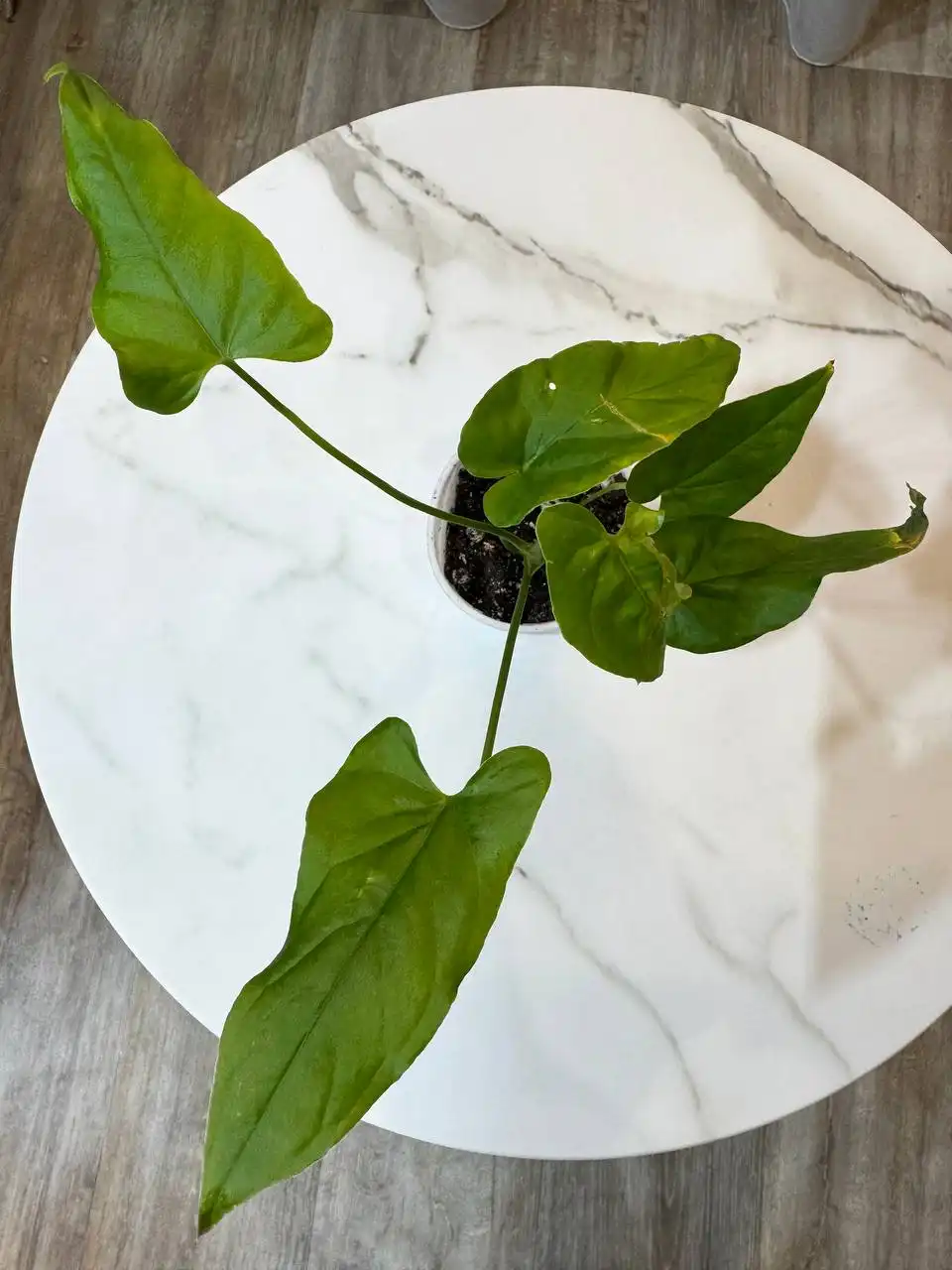 Антуриум балаоанум с двумя точками роста - Комнатные растения (Хобби и отдых) в Красноярск