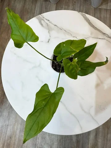 Антуриум балаоанум с двумя точками роста - Семена и рассада в Красноярск