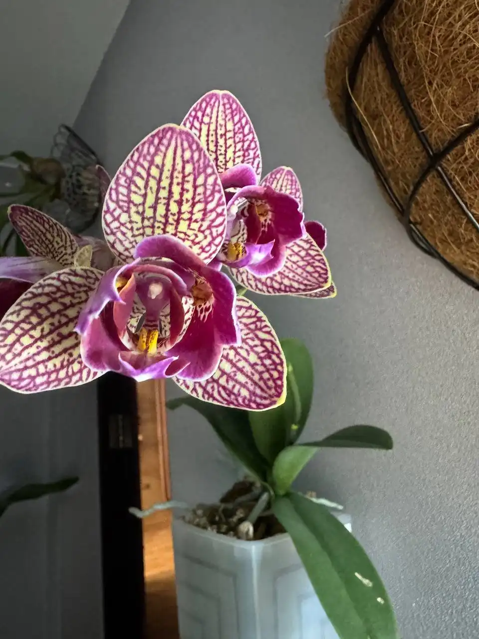 Орхидея Калипсо триллипс - Комнатные растения (Хобби и отдых) в Красноярск